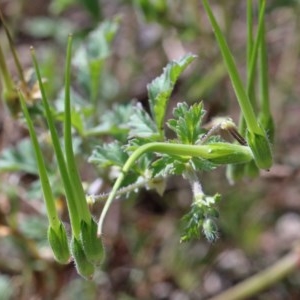 Erodium crinitum at Acton, ACT - 2 Nov 2020