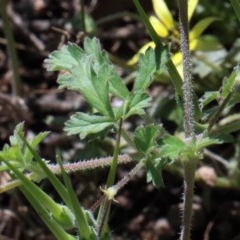 Erodium crinitum at Acton, ACT - 2 Nov 2020