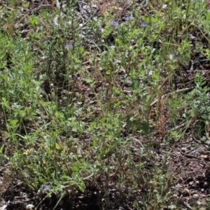 Erodium crinitum at Acton, ACT - 2 Nov 2020