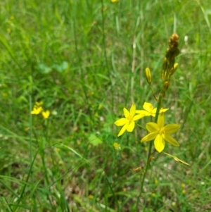 Bulbine bulbosa at Molonglo Valley, ACT - 2 Nov 2020