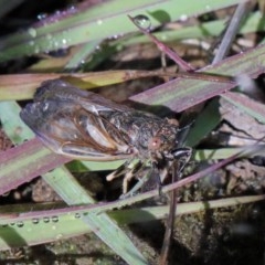 Myopsalta waterhousei (Smoky Buzzer) at O'Connor, ACT - 2 Nov 2020 by ConBoekel