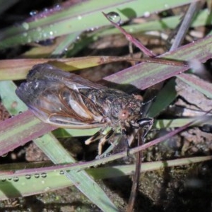 Myopsalta waterhousei at O'Connor, ACT - 2 Nov 2020