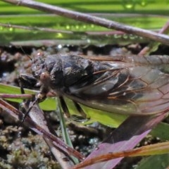 Myopsalta waterhousei at O'Connor, ACT - 2 Nov 2020