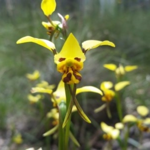 Diuris sulphurea at Downer, ACT - 1 Nov 2020