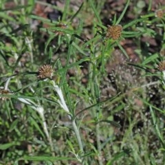 Euchiton involucratus (Star Cudweed) at O'Connor, ACT - 2 Nov 2020 by ConBoekel