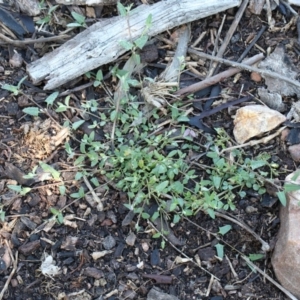 Einadia nutans at O'Connor, ACT - 2 Nov 2020 09:29 AM