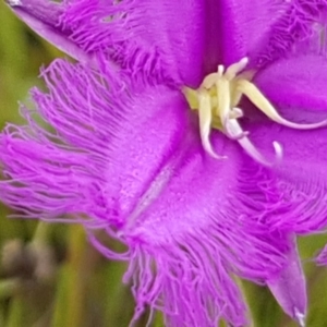 Thysanotus tuberosus subsp. tuberosus at Hall, ACT - 2 Nov 2020