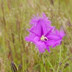 Thysanotus tuberosus subsp. tuberosus at Hall, ACT - 2 Nov 2020