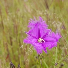 Thysanotus tuberosus subsp. tuberosus at Hall, ACT - 2 Nov 2020