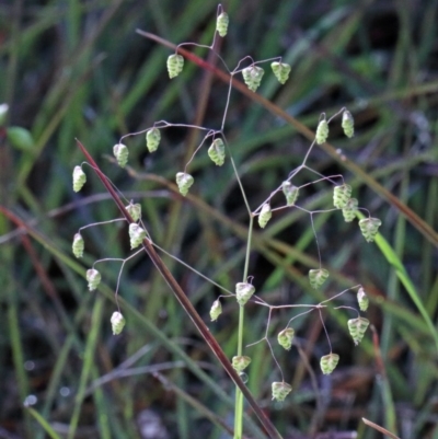 Briza minor (Shivery Grass) at O'Connor, ACT - 2 Nov 2020 by ConBoekel