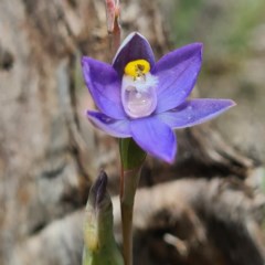 Thelymitra sp. (pauciflora complex) (Sun Orchid) at Mount Jerrabomberra QP - 1 Nov 2020 by roachie