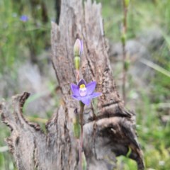 Thelymitra sp. (pauciflora complex) at Karabar, NSW - suppressed