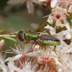 Odontomyia decipiens (Green Soldier Fly) at Tuggeranong Hill - 2 Nov 2020 by owenh