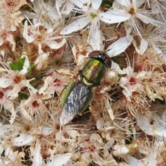 Odontomyia decipiens at Theodore, ACT - 2 Nov 2020