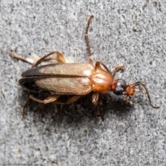 Euomma lateralis (Comb-clawed beetle) at Acton, ACT - 2 Nov 2020 by Roger