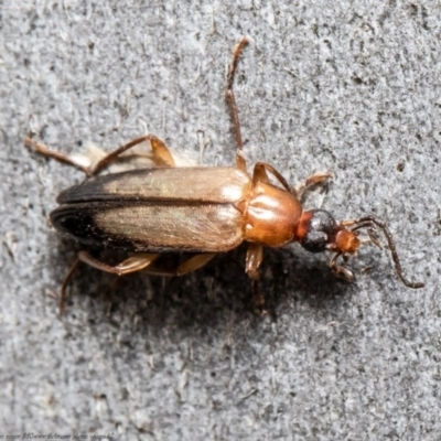 Euomma lateralis (Comb-clawed beetle) at Acton, ACT - 2 Nov 2020 by Roger