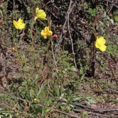 Oenothera stricta subsp. stricta (Common Evening Primrose) at O'Connor, ACT - 1 Nov 2020 by ConBoekel