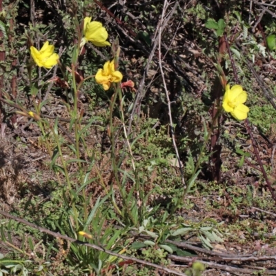 Oenothera stricta subsp. stricta (Common Evening Primrose) at O'Connor, ACT - 2 Nov 2020 by ConBoekel