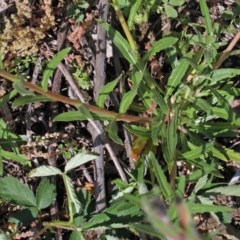 Oenothera stricta subsp. stricta at O'Connor, ACT - 2 Nov 2020