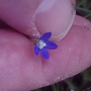 Wahlenbergia multicaulis at Kambah, ACT - 2 Nov 2020