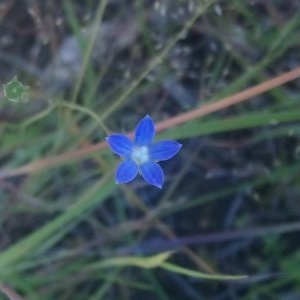 Wahlenbergia multicaulis at Kambah, ACT - 2 Nov 2020