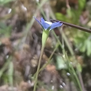 Wahlenbergia multicaulis at Kambah, ACT - 2 Nov 2020