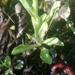 Wahlenbergia multicaulis at Kambah, ACT - 2 Nov 2020