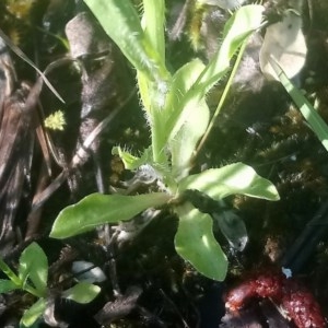 Wahlenbergia multicaulis at Kambah, ACT - 2 Nov 2020