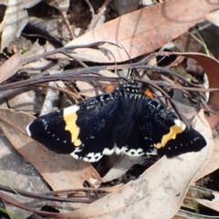 Eutrichopidia latinus (Yellow-banded Day-moth) at Acton, ACT - 2 Nov 2020 by RWPurdie