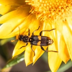 Eleale pulchra (Clerid beetle) at Acton, ACT - 2 Nov 2020 by Roger