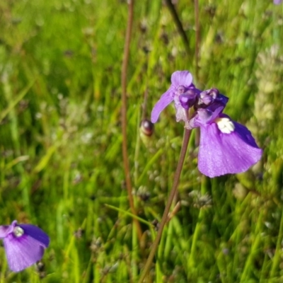 Utricularia dichotoma (Fairy Aprons, Purple Bladderwort) at Hall, ACT - 2 Nov 2020 by Jiggy