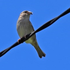 Passer domesticus (House Sparrow) at Macarthur, ACT - 1 Nov 2020 by RodDeb