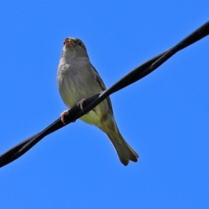 Passer domesticus at Macarthur, ACT - 1 Nov 2020