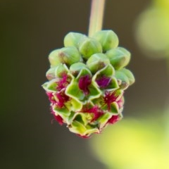 Sanguisorba minor (Salad Burnet, Sheep's Burnet) at Tuggeranong DC, ACT - 1 Nov 2020 by trevsci