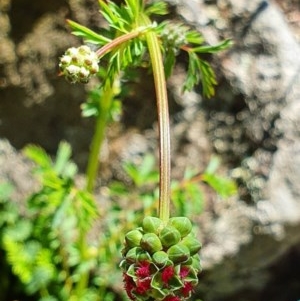 Sanguisorba minor at Tuggeranong DC, ACT - 1 Nov 2020