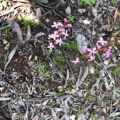 Stylidium graminifolium (grass triggerplant) at Forde, ACT - 1 Nov 2020 by JasonC