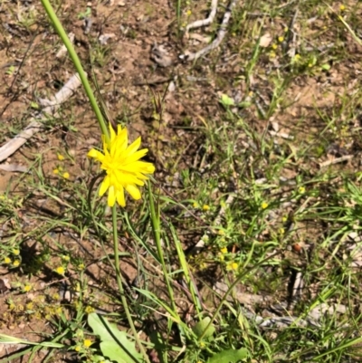 Hypochaeris radicata (Cat's Ear, Flatweed) at Forde, ACT - 1 Nov 2020 by JasonC