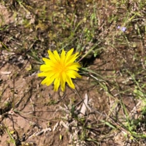 Microseris walteri at Forde, ACT - 1 Nov 2020