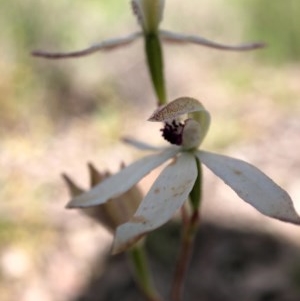 Caladenia cucullata at Forde, ACT - suppressed