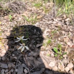 Caladenia cucullata at Forde, ACT - suppressed