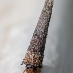 Psychidae (family) IMMATURE at Hackett, ACT - 2 Nov 2020 10:35 AM