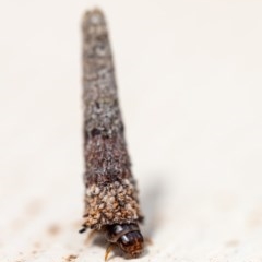 Psychidae (family) IMMATURE at Hackett, ACT - 2 Nov 2020 10:35 AM