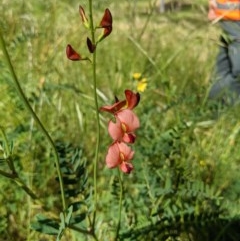 Swainsona galegifolia (Darling Pea) at West Wodonga, VIC - 2 Nov 2020 by ChrisAllen