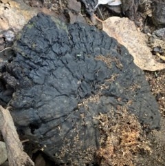 Sanguinoderma rude (Red-staining Stalked Polypore) at Black Range, NSW - 2 Nov 2020 by StephH