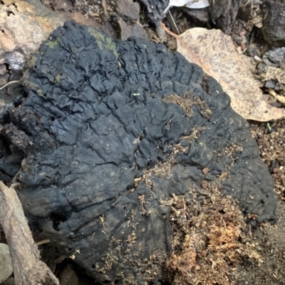 Sanguinoderma rude (Red-staining Stalked Polypore) at Black Range, NSW - 2 Nov 2020 by Steph H