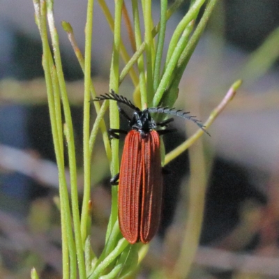 Porrostoma sp. (genus) (Lycid, Net-winged beetle) at O'Connor, ACT - 2 Nov 2020 by ConBoekel