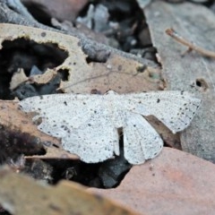 Taxeotis intextata (Looper Moth, Grey Taxeotis) at O'Connor, ACT - 2 Nov 2020 by ConBoekel