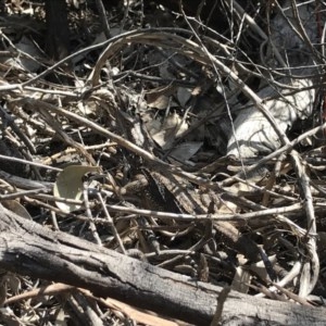 Pogona barbata at O'Connor, ACT - suppressed