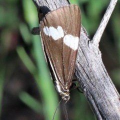 Nyctemera amicus (Senecio Moth, Magpie Moth, Cineraria Moth) at O'Connor, ACT - 2 Nov 2020 by ConBoekel