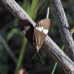 Nyctemera amicus at O'Connor, ACT - 2 Nov 2020 08:15 AM